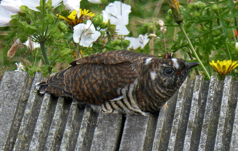 Cuckoo on decking.