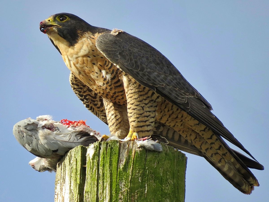 peregrine